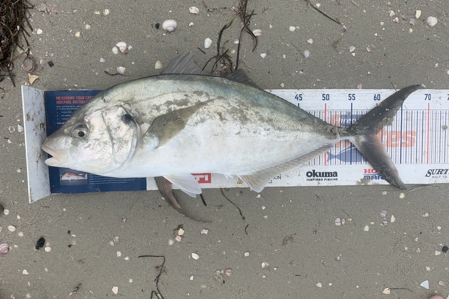 Mark Piskulic caught this 60.0cm Trevally at Far North during The Hirepool Baitmates Fishing Comp